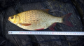 Wzdręga 30 cm