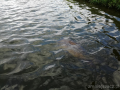 Karp 14,2 kg