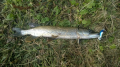 Pike