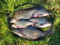 Bream 2018