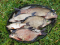 Bream 2018