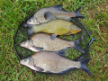 Bream 2018