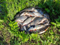 Fishs 2018