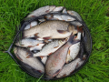 Fishs 2018